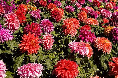 肉腿和格斗更配 《铁拳8》《炼金工房》联动日期公布